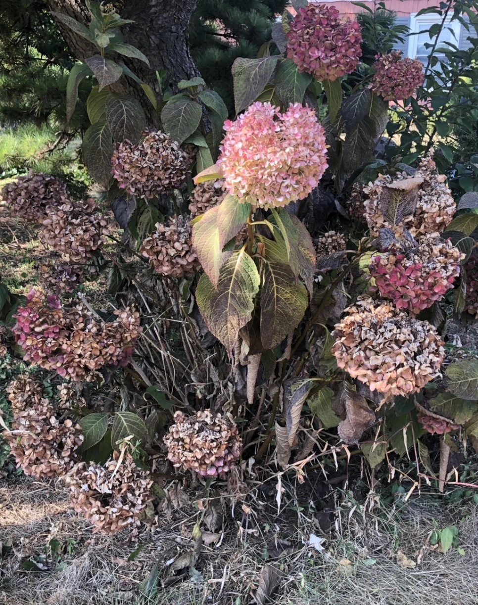 IMG_0809.jpg?type=w966