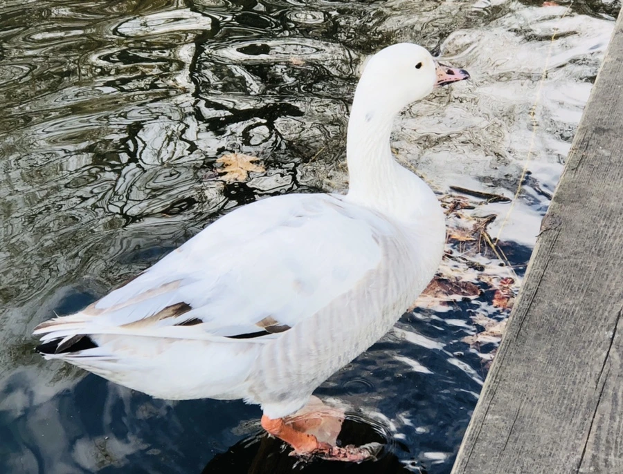 IMG_3526.jpg?type=w966