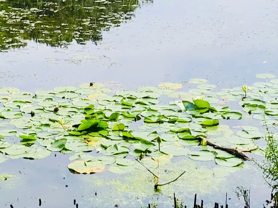 IMG_1222.jpg?type=w966