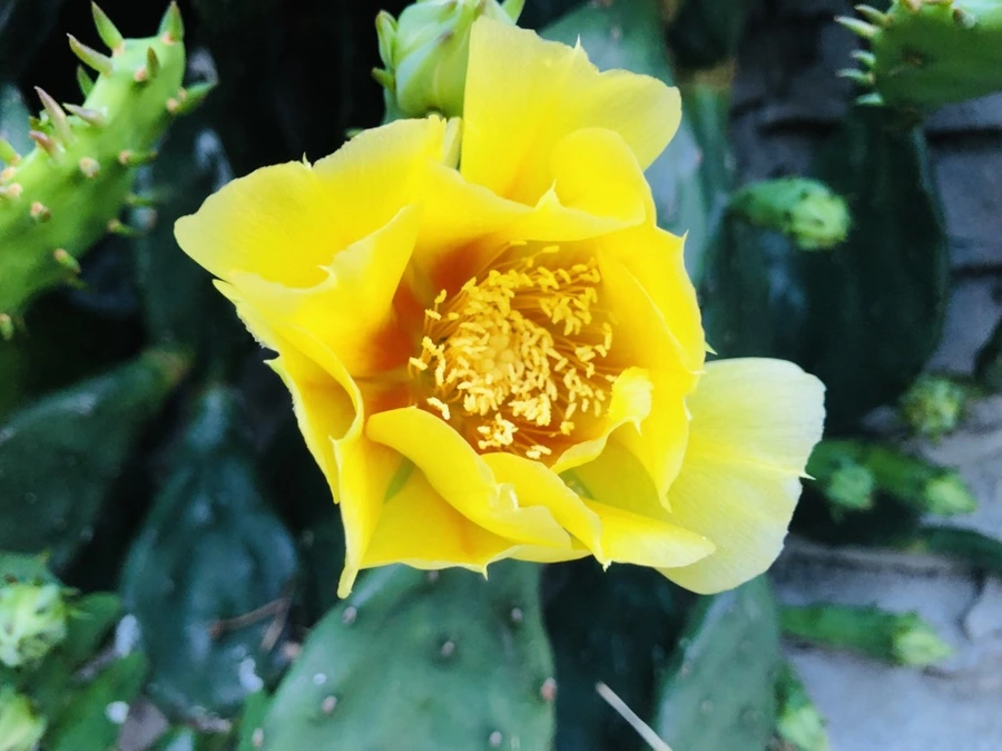 IMG_0052.jpg?type=w966