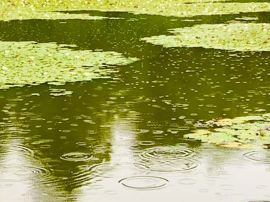 IMG_8297.jpg?type=w966