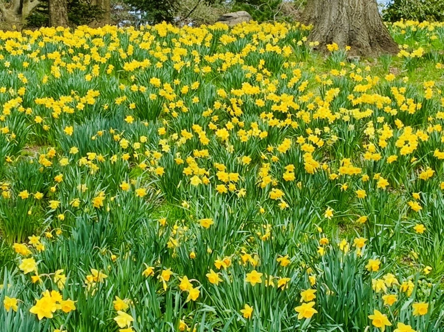 IMG_7272.jpg?type=w966