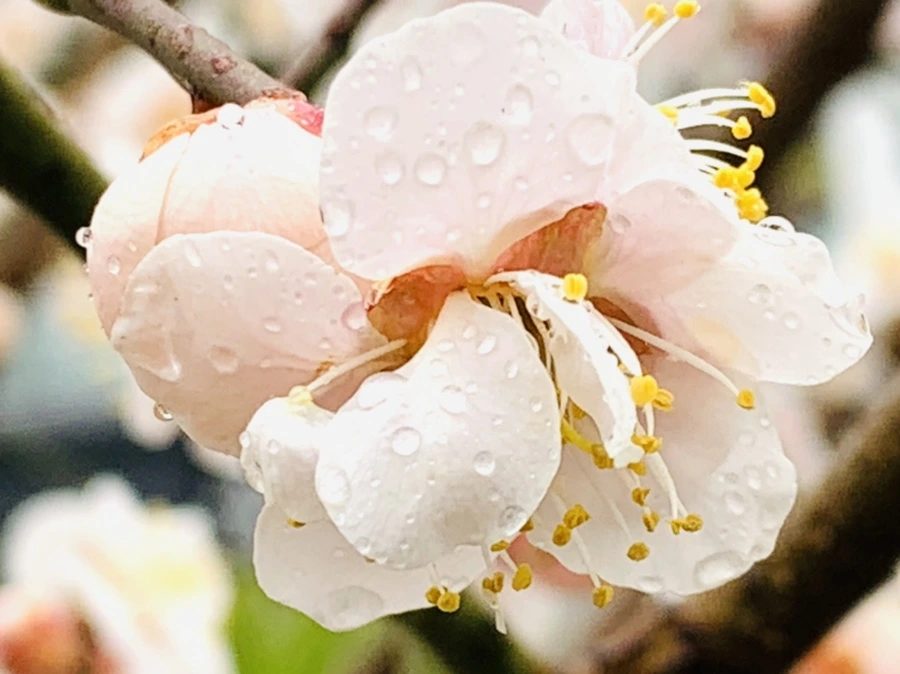 IMG_1806.jpg?type=w966