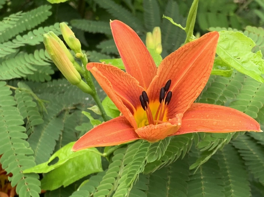 IMG_3579.jpg?type=w966