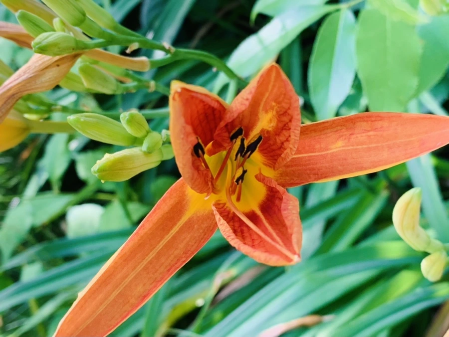 IMG_5255.jpg?type=w966