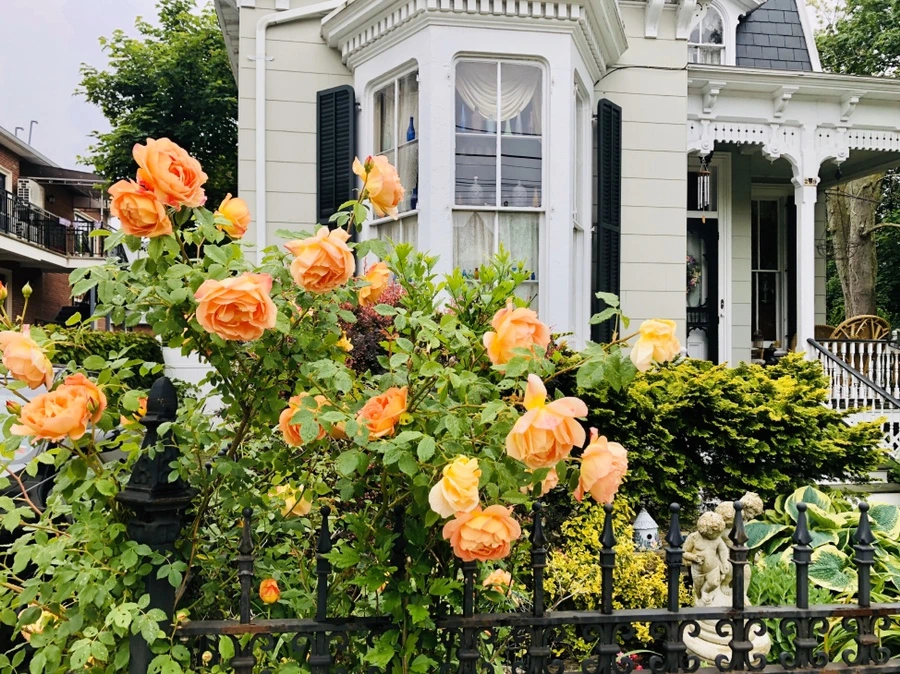 IMG_7509.jpg?type=w966