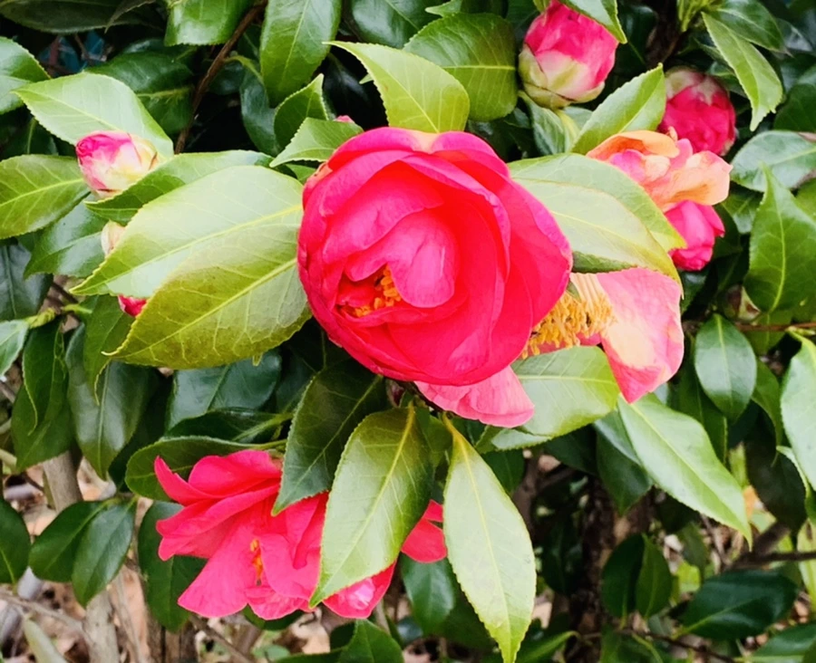 IMG_6655.jpg?type=w966