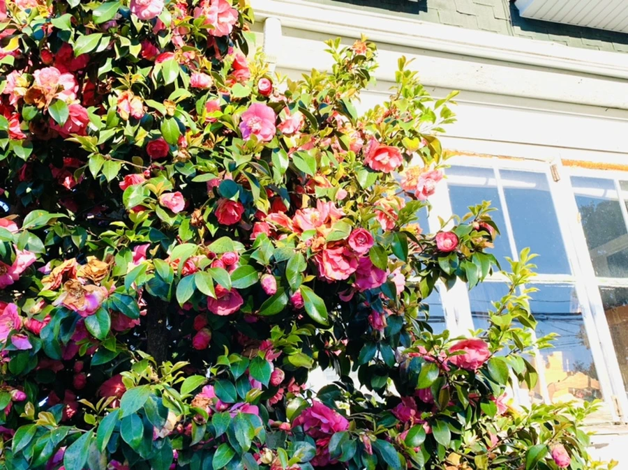 IMG_0558.jpg?type=w966