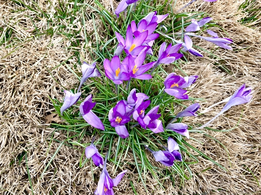 IMG_1081.jpg?type=w966