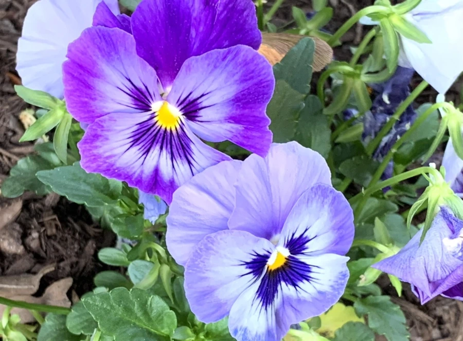 IMG_3256.jpg?type=w966