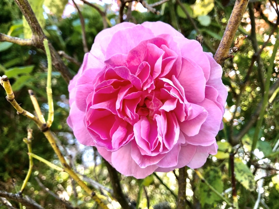 IMG_7339.jpg?type=w966