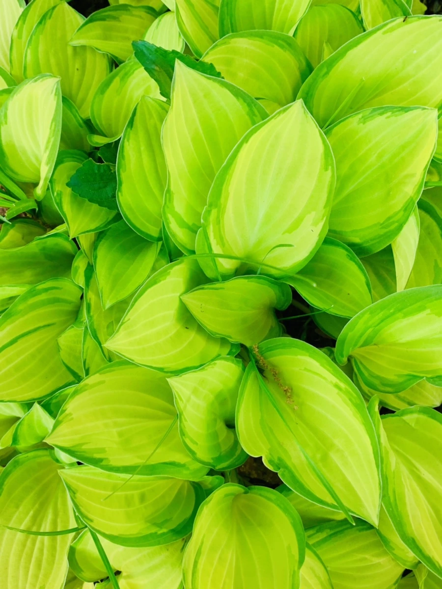 IMG_8555.jpg?type=w966