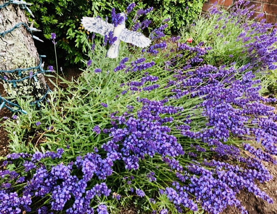 IMG_8721.jpg?type=w966