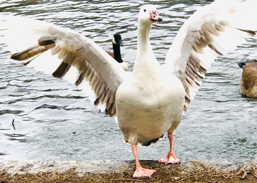 IMG_5803.jpg?type=w966