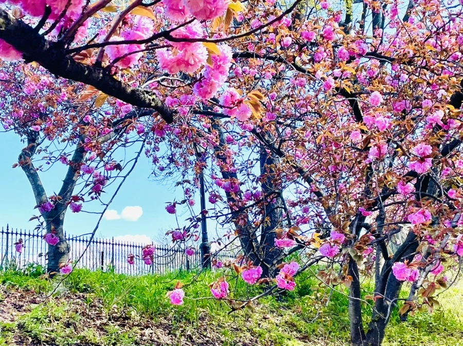 IMG_2755.jpg?type=w966