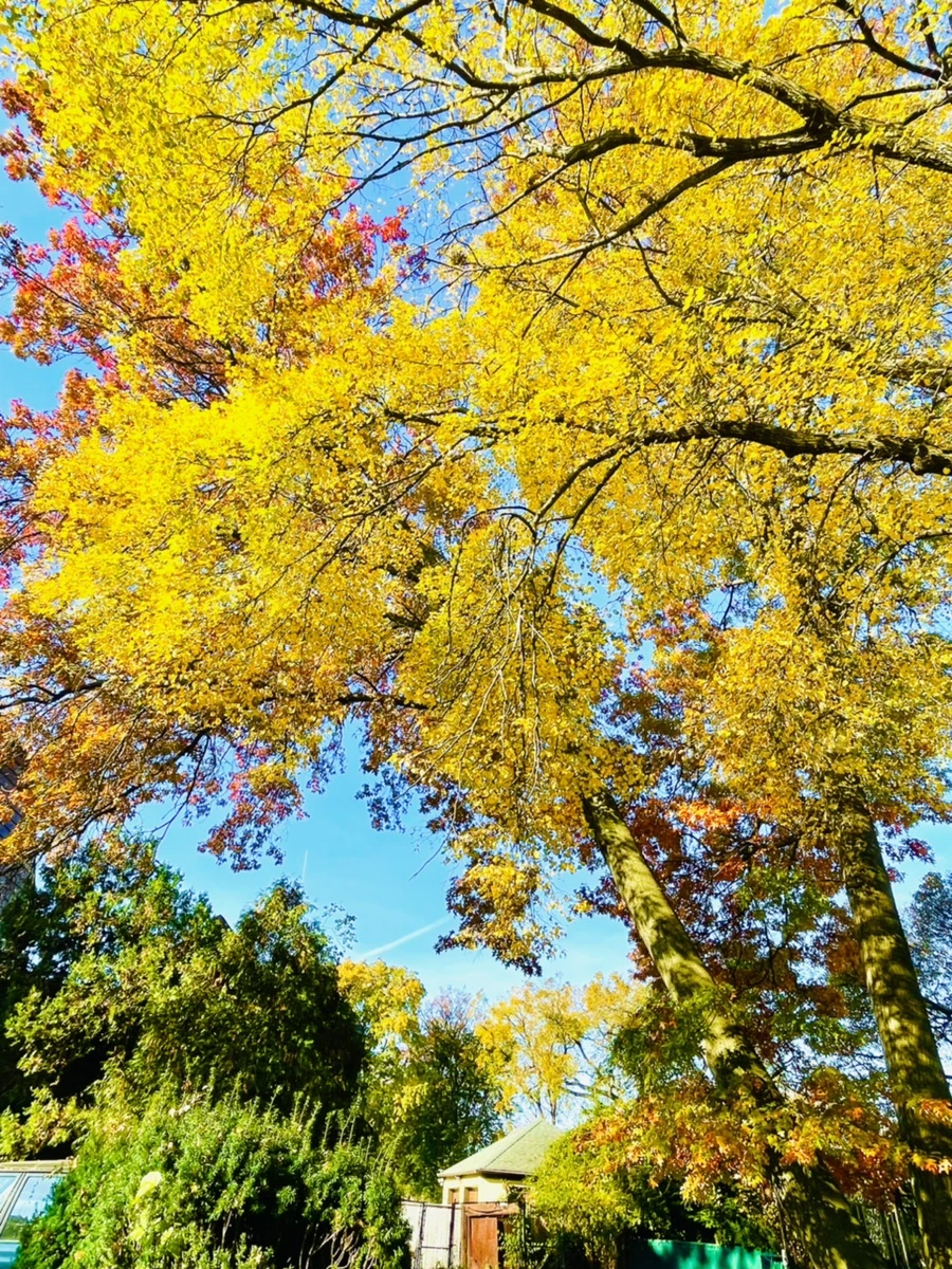 IMG_2208.jpg?type=w966