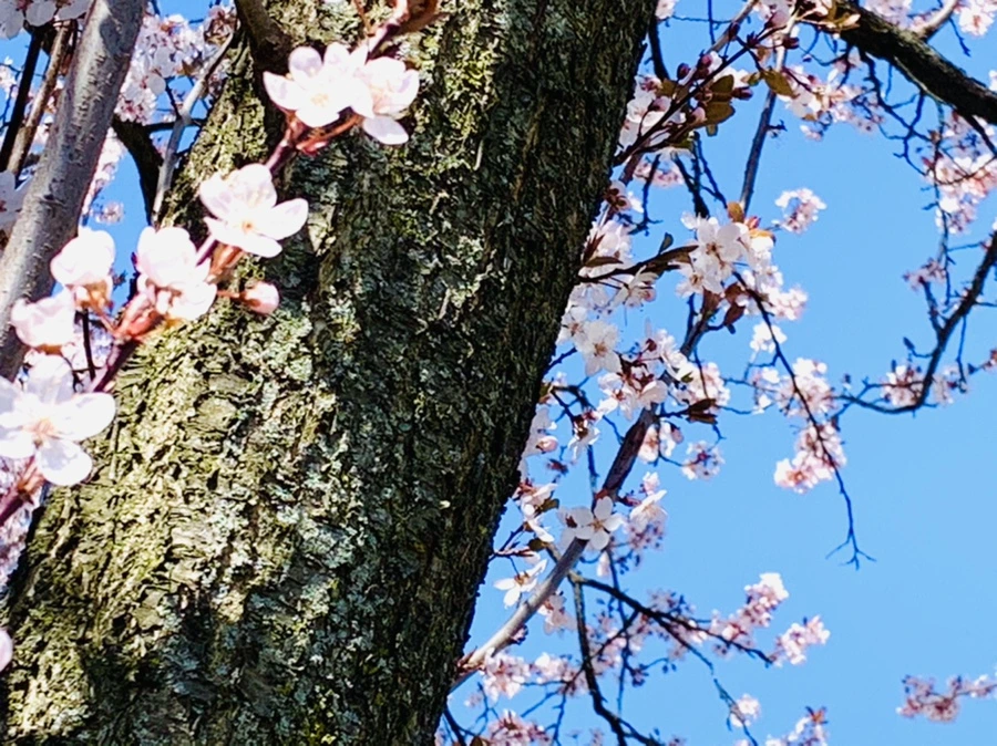 IMG_7985.jpg?type=w966