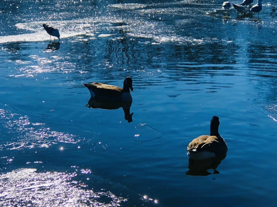 IMG_8117.jpg?type=w966