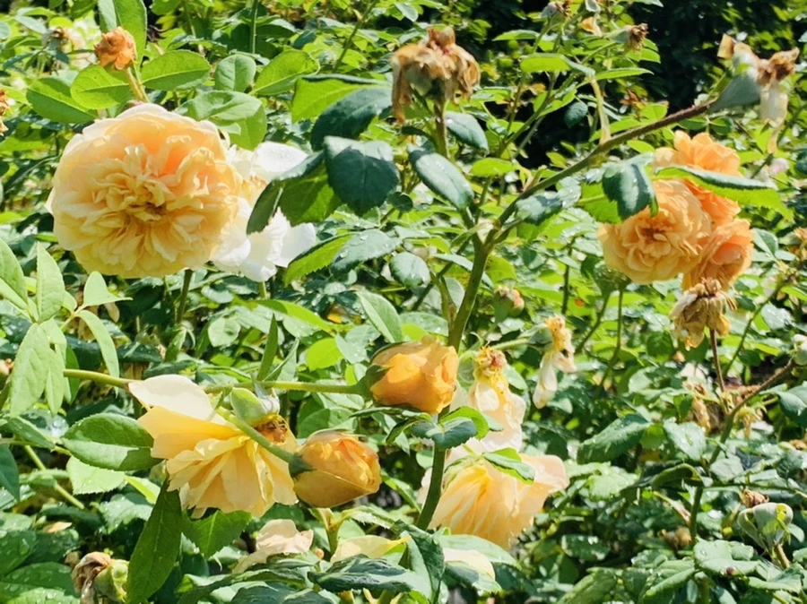 IMG_8417.jpg?type=w966