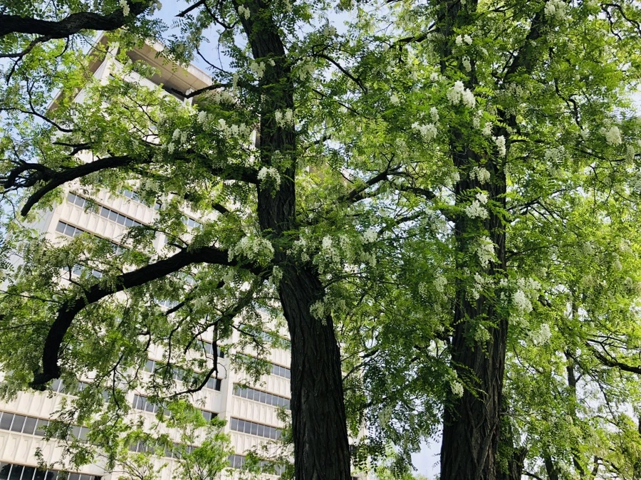 IMG_5455.jpg?type=w966