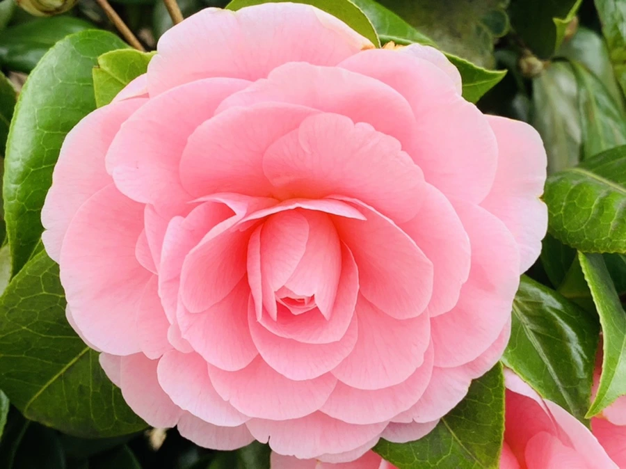 IMG_6014.jpg?type=w966