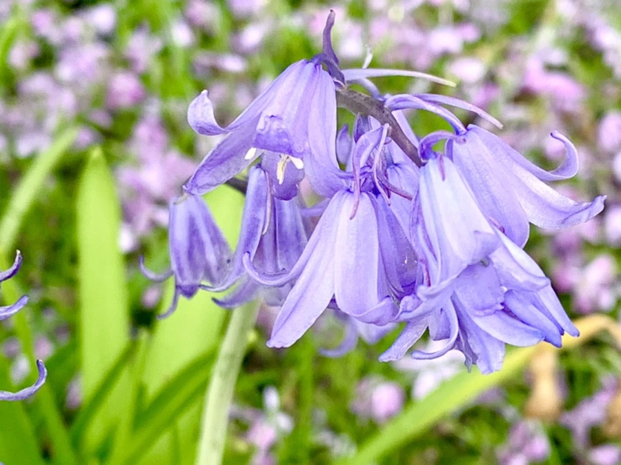 IMG_9603.jpg?type=w966