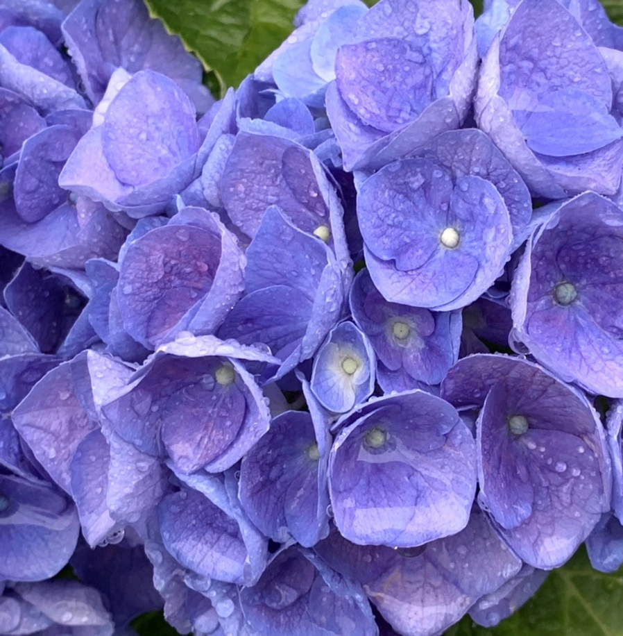 IMG_6187.jpg?type=w966