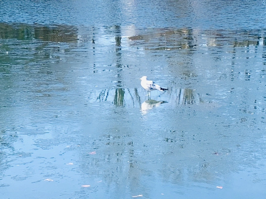 IMG_6997.jpg?type=w966