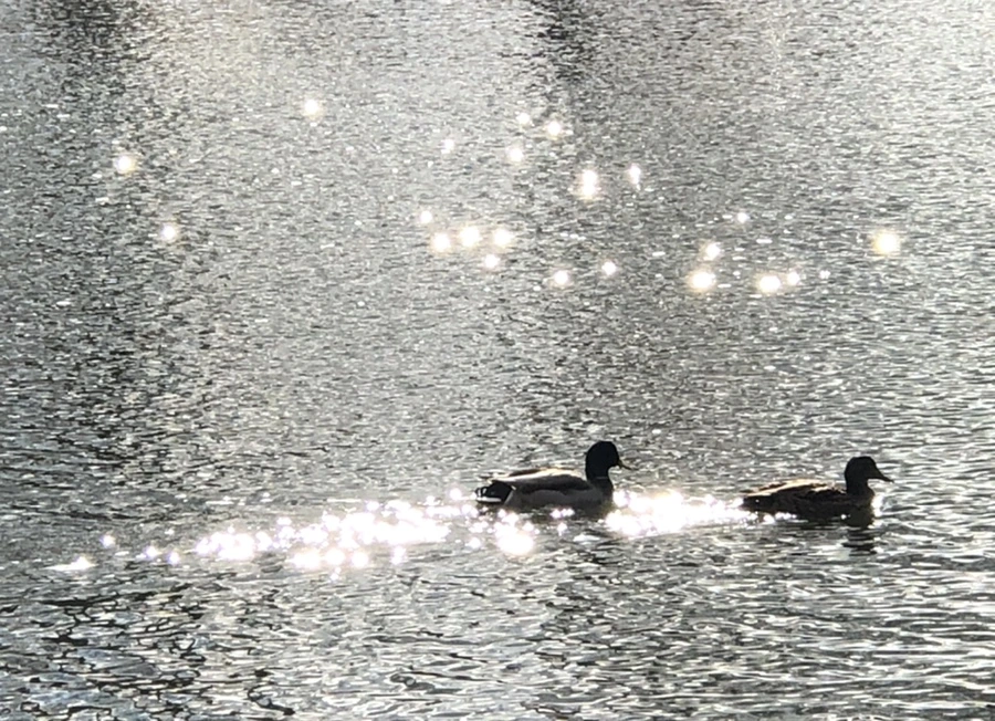 IMG_4378.jpg?type=w966