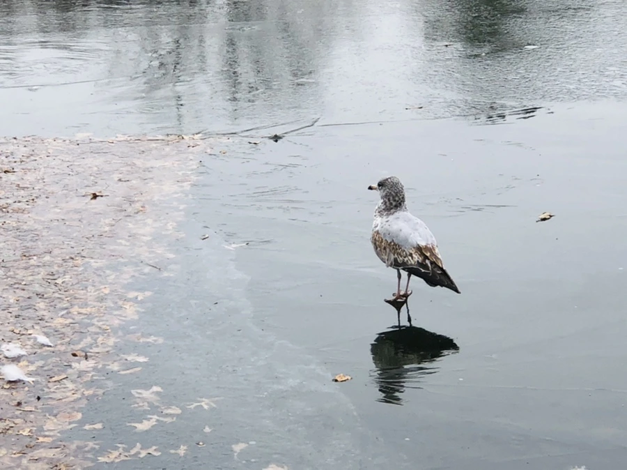 IMG_8705.jpg?type=w966