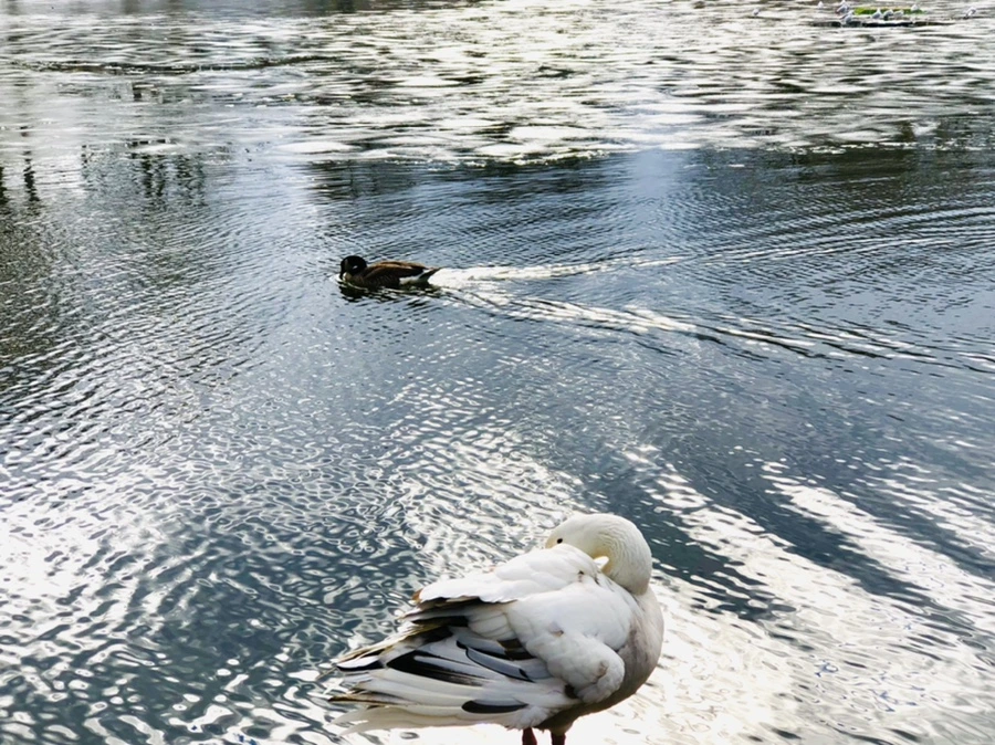 IMG_5108.jpg?type=w966