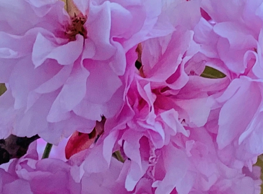 IMG_7394.jpg?type=w966