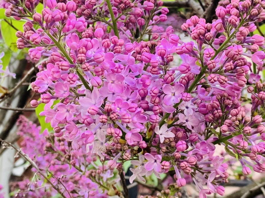 IMG_2841.jpg?type=w966