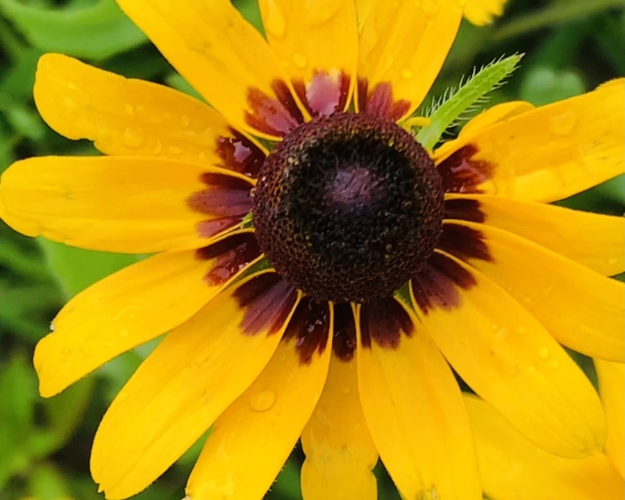 IMG_6855.jpg?type=w966