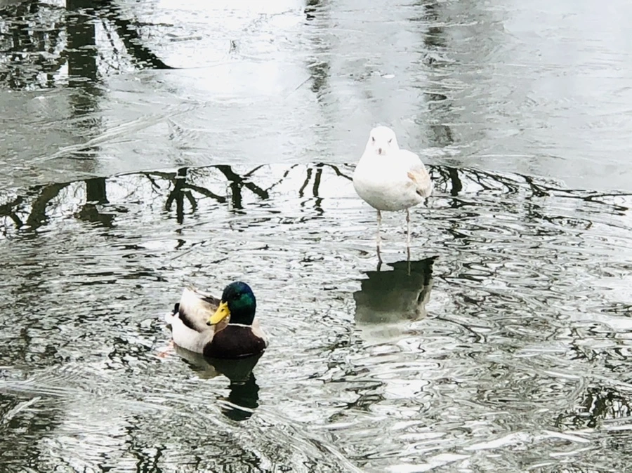 IMG_8988.jpg?type=w966