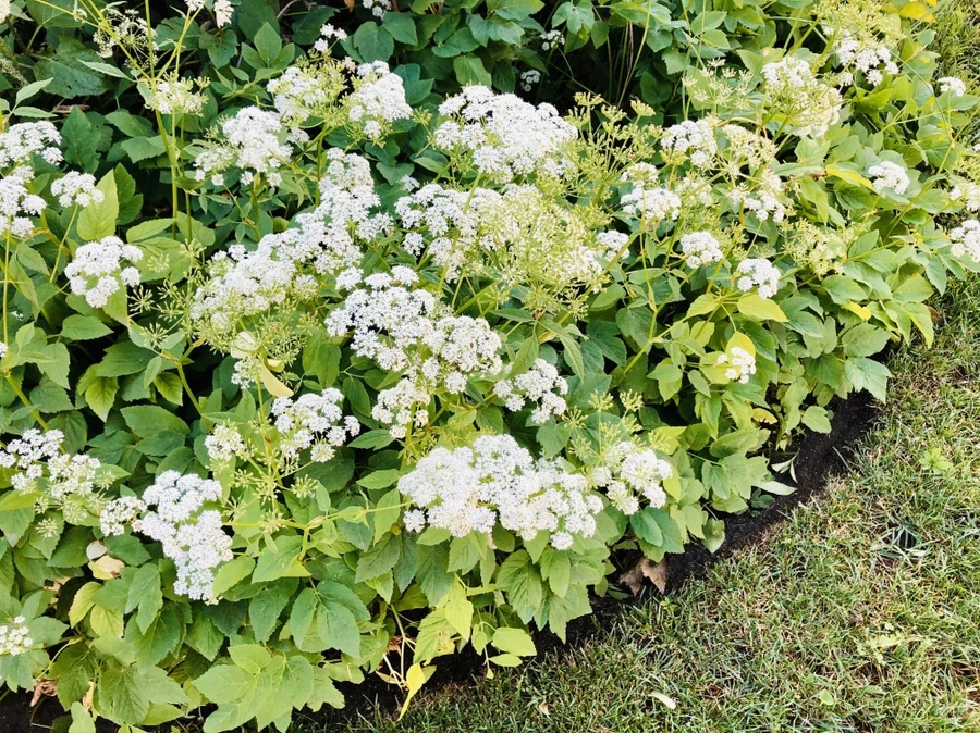 IMG_8412.jpg?type=w966