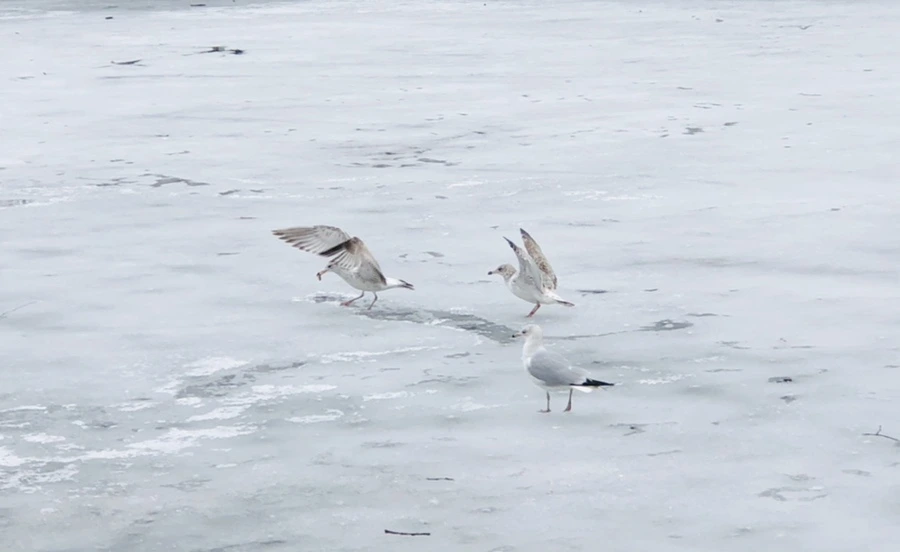 IMG_6226.jpg?type=w966