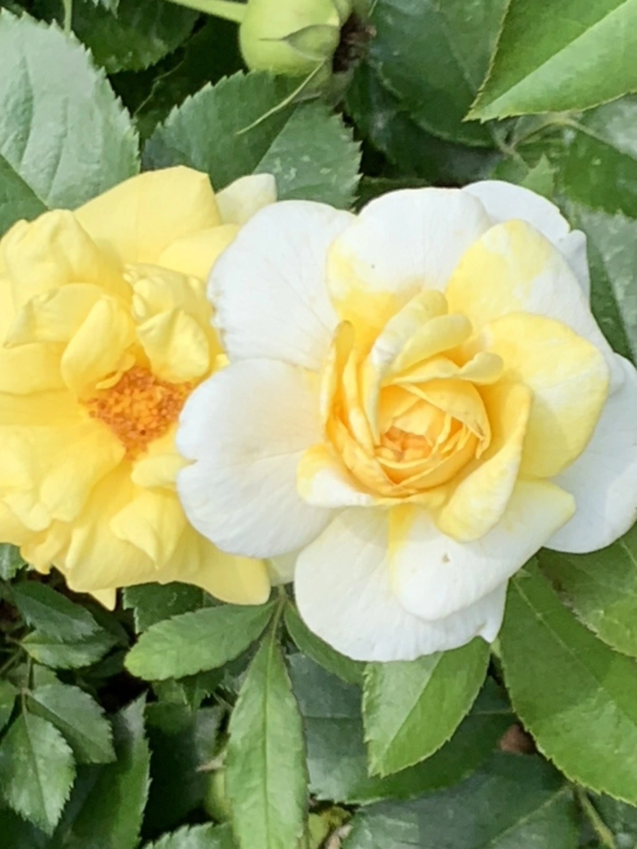 HUUFeAMTw83aITePd8DNNEDo_Qw