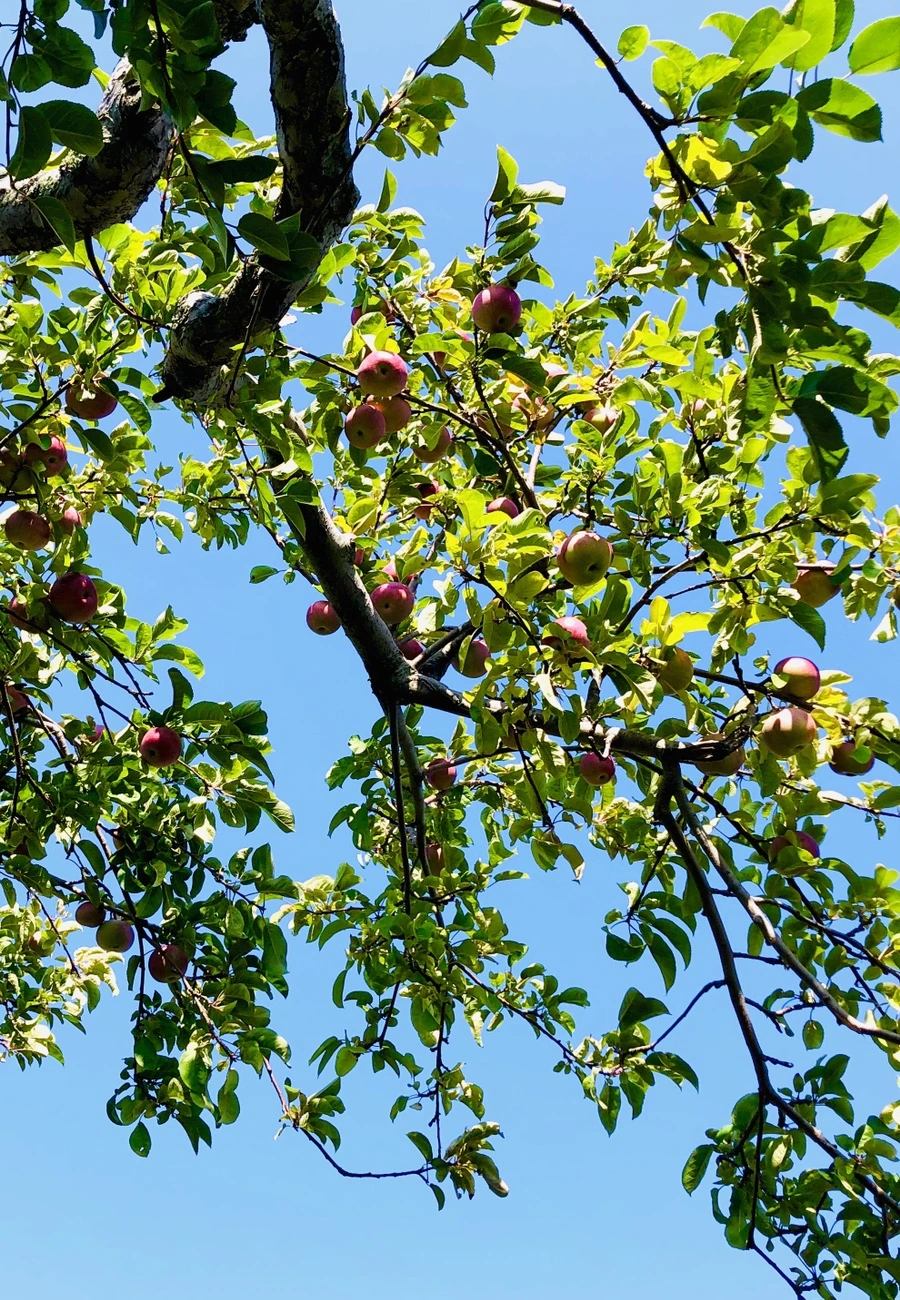 IMG_0747.jpg?type=w966