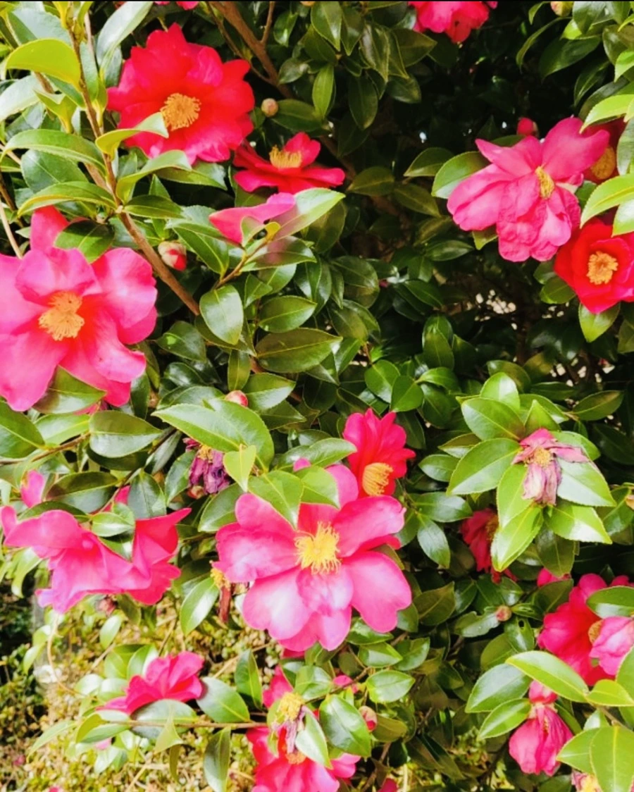 IMG_1299.jpg?type=w966