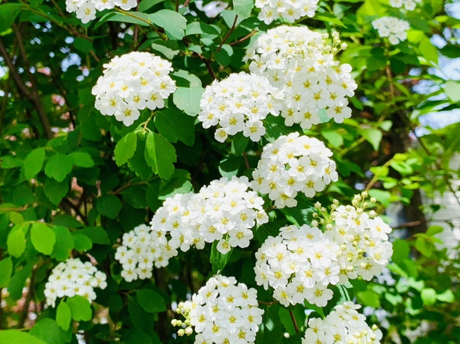 IMG_1499.jpg?type=w966