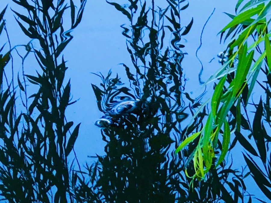 IMG_2603.jpg?type=w966