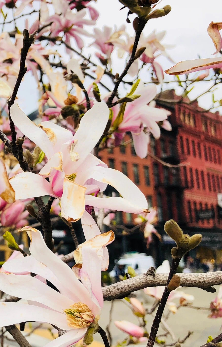 IMG_4221.jpg?type=w966