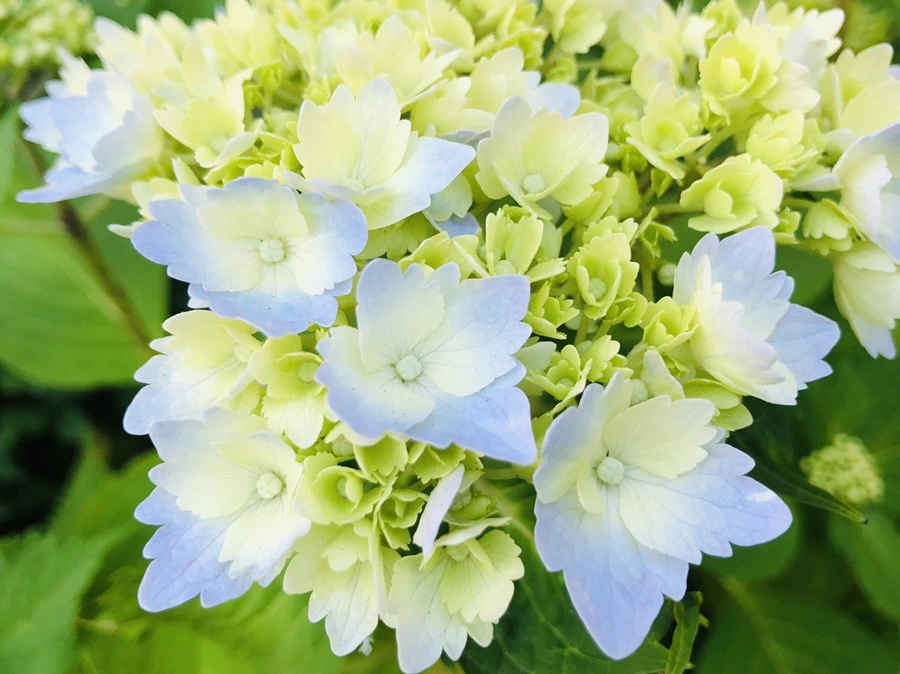 IMG_8651.jpg?type=w966