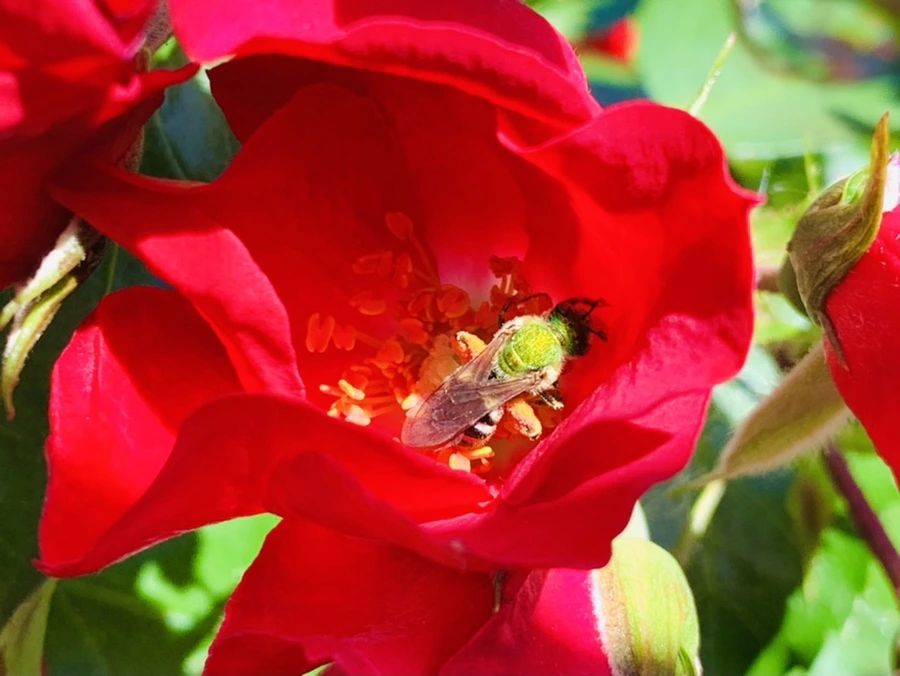 IMG_3110.jpg?type=w966