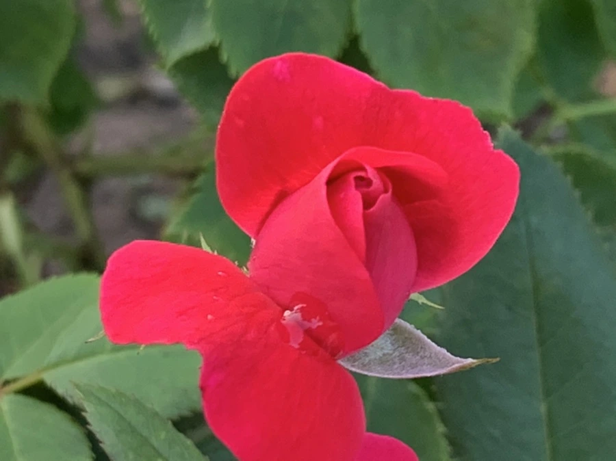 IMG_2956.jpg?type=w966