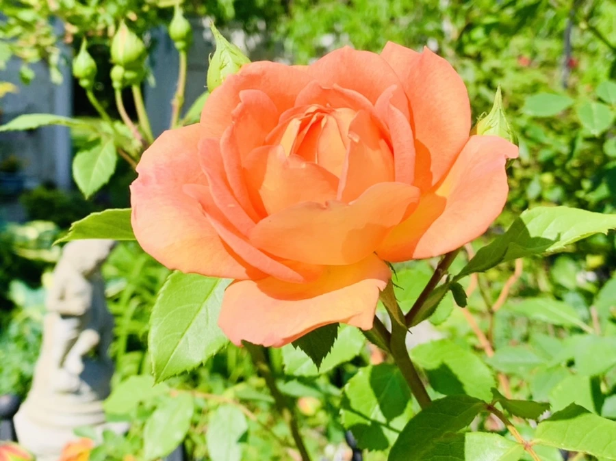 IMG_4698.jpg?type=w966