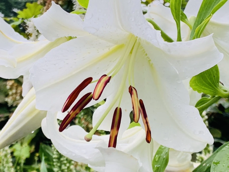 IMG_0911.jpg?type=w966