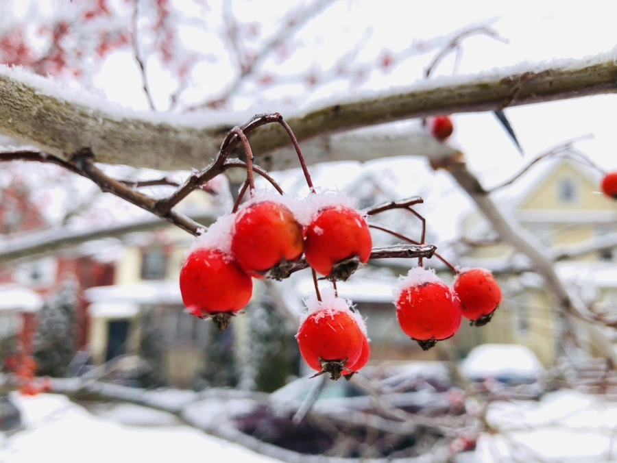 IMG_3479.jpg?type=w966