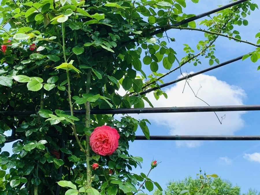 IMG_5764.jpg?type=w966